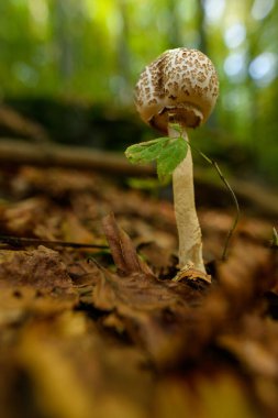 Wild mushroom background. Inedible mushrooms growing in their natural forest habitat. Seasonal mushrooms autumn background. clipart