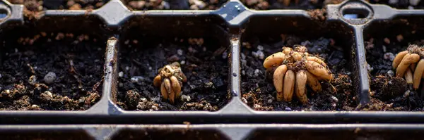 stock image Ranunculus asiaticus or persian buttercup. Presoaked ranunculus corms planted in a propagation tray. Ranunculus corms, tubers or bulbs.