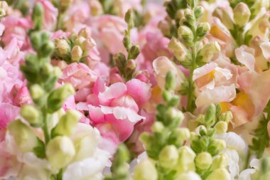 Güzel pastel renkli aslanağzı. Şipşak yakın çekim. Çeşitli renklerde Aslanağzı çiçekleri arka planı.