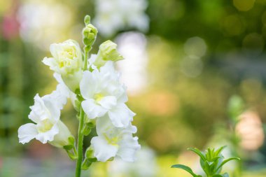 Güzel beyaz bayan kelebek engerek ejderhası. Şipşak yakın çekim. Beyaz aslanağzı çiçekleri arka planı kapatın..