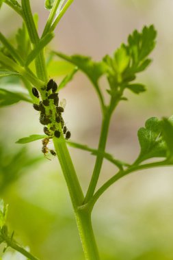 Siyah fasulye bitleri istilasına uğradı. Karıncalar çiçek sapındaki yaprak bitleri kolonisine eğilimlidir. Yaprak bitleri ve karıncalar kapanır.