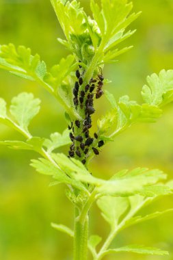 Siyah fasulye bitleri istilasına uğradı. Karıncalar çiçek sapındaki yaprak bitleri kolonisine eğilimlidir. Yaprak bitleri ve karıncalar kapanır.