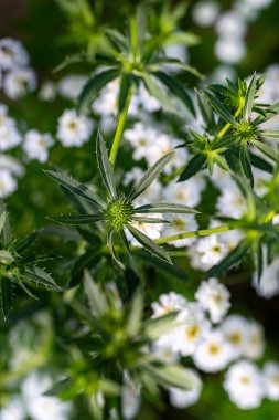 Eryngium planum, Düz Deniz çobanpüskülü çiçek tarhında, arka planda beyaz humma.