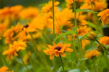 Rudbeckia Goldilocks. Rudbeckia hirta. Çiçekli Rudbeckia Goldilocks çiçek tarhı.