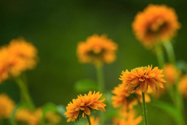 Rudbeckia Goldilocks. Rudbeckia hirta. Çiçekli Rudbeckia Goldilocks çiçek tarhı.