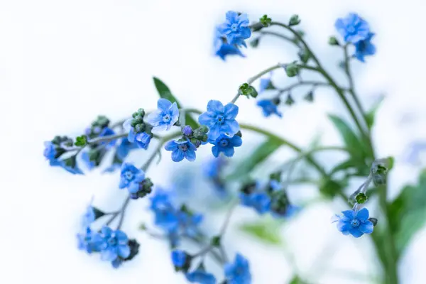 stock image Chinese Forget me Not, Cynoglossum amabile. Delicate tiny blue flowers.