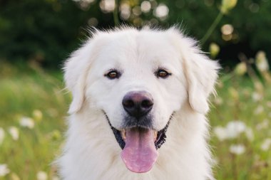 Şirin, büyük, beyaz bir köpek portresi. Pireneler 'in büyük köpeği açık havada kafasından vurulmuş.. 