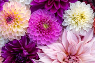 Mor çiçekler düz yerde yatıyordu. Dahlia arka planda çiçek açıyor. Renkli yıldız çiçekleri kapanıyor. Çiçekli düz arka plan.