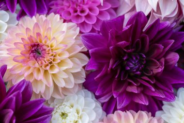 Mor çiçekler düz yerde yatıyordu. Dahlia arka planda çiçek açıyor. Renkli yıldız çiçekleri kapanıyor. Çiçekli düz arka plan.