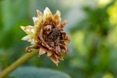 Yıldız çiçeği tohumu başı. Yayılmak için tohum topluyorum. Bahçe arka planı. 