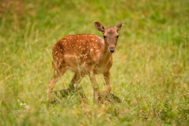 Dişi Fallow Deer, Dama dama, sonbahar renkli çayırlarda otluyor. Avrupa 'da vahşi yaşam sahnesi. 