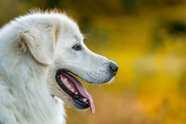 Büyük beyaz Pireneler 'in açık hava köpeği vesikalık fotoğrafı. Şirin, beyaz köpek manzaralı bir portre.. 