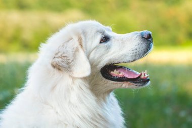Büyük beyaz Pireneler 'in açık hava köpeği vesikalık fotoğrafı. Şirin, beyaz köpek manzaralı bir portre.. 