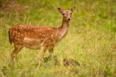 Dişi Fallow Deer, Dama dama, sonbahar renkli çayırlarda otluyor. Avrupa 'da vahşi yaşam sahnesi. 