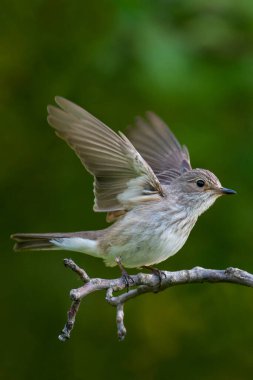 Spotted Flycatcher, Muscicapa striata spreading wings side view. clipart