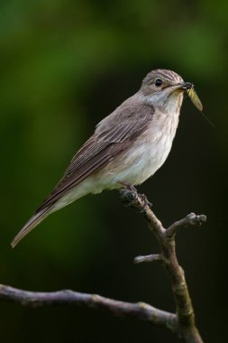 Görüldü sinek avcısı, Muscicapa çizgili gagalı av.