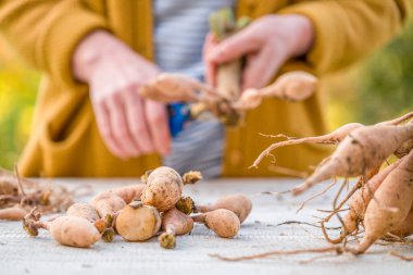 Female gardener dividing dahlias. Freshly lifted and washed clumps of dahlia tubers being divided. Splitting dahlias before winter storage. clipart