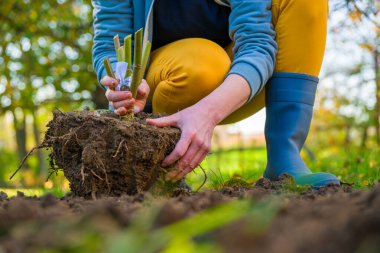 Yıldız çiçeği kabuklarını kazıp çıkaran, temizleyen ve kış için hazırlayan bir kadın. Sonbahar bahçıvanlık işleri. Kış boyunca yıldız çiçekleri.