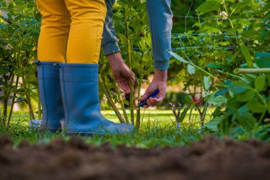 Kışın depolamak için yumruyu kazmadan önce dalya bitkisi yapraklarını kesmek için budama makası kullanan kadın. Sonbahar bahçıvanlık işleri. Kış boyunca yıldız çiçekleri.