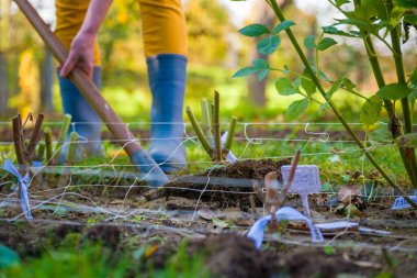 Bir kadın tırmık kullanarak yıldız çiçekleri çıkarıyor ve onları kış için depolamaya hazırlıyor. Sonbahar bahçıvanlık işleri. Yıldız çiçeği yumrusu kışı. Yıldız çiçeği yumrusunu kaldırmak.