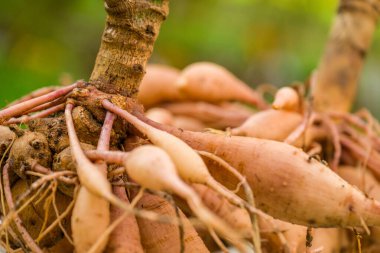 Dahlia yumrusu, uygun gözlü, büyüme noktasına yakın. Sonbahar güneşinde kış depolarından önce öğleden sonra kuruyan yıldız çiçekleri kaldırıldı ve yıkandı. Sonbahar bahçıvanlık işleri.