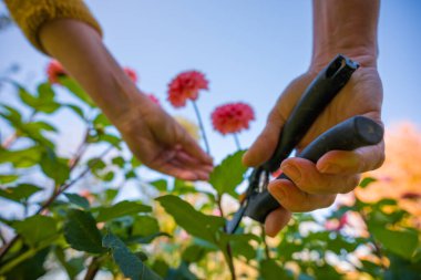 Çiçek yetiştiriciliği. Bahçıvan, yıldız çiçeği topluyor. Alçak açılı, budama makası ve güzel yıldız çiçeği olan eller. Büyüyen, kesilmiş çiçekler.