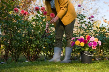 Bahçıvan, yıldız çiçeği topluyor. Budama makası ve bir kova dolusu güzel yıldız çiçeği olan bir kadın. Çiçek yetiştiriyorum. Çiçek yetiştiriciliği.