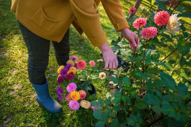 Bahçıvan, yıldız çiçeği topluyor. Budama makası ve bir kova dolusu güzel yıldız çiçeği olan bir kadın. Çiçek yetiştiriyorum. Çiçek yetiştiriciliği.