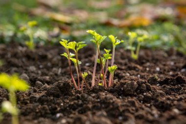 Planting ranunculus flowers. Flower bed with presprouted Ranunculus corms or Persian buttercup seedlings. clipart