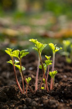 Ranunculus çiçeği ekiyorum. Çiçek tarlasında filizlenmiş Ranunculus mantarları ya da Fars çiçeği fidanları.