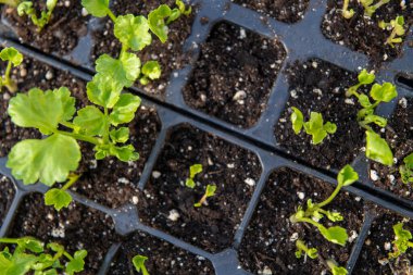 Tohum tepsisi, filizlenen Ranunculus bitkileriyle dolu. İranlı düğün çiçeği fidanları üreme tepsisinde, en üstte..