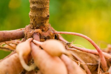 Dahlia yumrusu, uygun gözlü, büyüme noktasına yakın. Sonbahar güneşinde kış depolarından önce öğleden sonra kuruyan yıldız çiçekleri kaldırıldı ve yıkandı. Sonbahar bahçıvanlık işleri.
