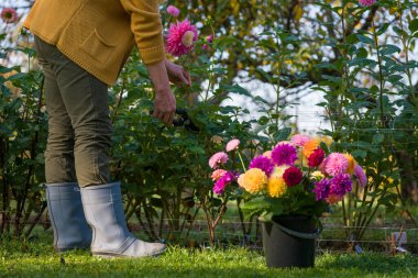 Bahçıvan, yıldız çiçeği topluyor. Budama makası ve bir kova dolusu güzel yıldız çiçeği olan bir kadın. Çiçek yetiştiriyorum. Çiçek yetiştiriciliği.