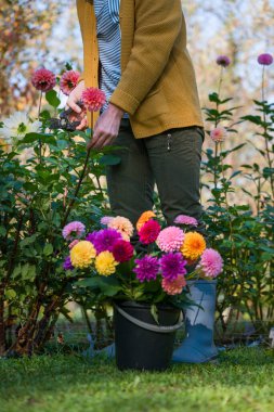 Bahçıvan, yıldız çiçeği topluyor. Budama makası ve bir kova dolusu güzel yıldız çiçeği olan bir kadın. Çiçek yetiştiriyorum. Çiçek yetiştiriciliği.