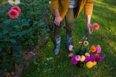 Bahçıvan, yıldız çiçeği topluyor. Budama makası ve bir kova dolusu güzel yıldız çiçeği olan bir kadın. Çiçek yetiştiriyorum. Çiçek yetiştiriciliği.