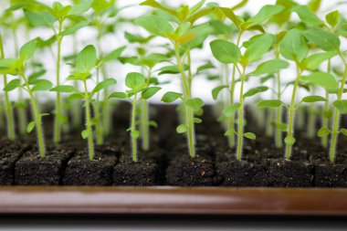 Toprak bloklarında aslanağzı çiçeği fideleri yetiştiriyor. Hava budanması, köklerin hafifçe kuruması ve dışa doğru büyümeyi durdurması anlamına gelir. Bu da ikincil kök gelişimini teşvik eder..