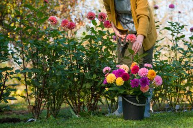 Bahçıvan, yıldız çiçeği topluyor. Budama makası ve bir kova dolusu güzel yıldız çiçeği olan bir kadın. Çiçek yetiştiriyorum. Çiçek yetiştiriciliği.