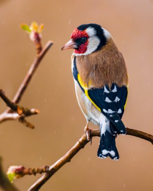 Avrupa ispinozu yaklaş. Avrupa ispinozu ya da ispinoz kuşu Carduelis carduelis, yoldan geçen küçük bir kuş türüdür..