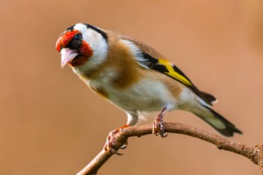 Avrupa ispinozu yaklaş. Avrupa ispinozu ya da ispinoz kuşu Carduelis carduelis, yoldan geçen küçük bir kuş türüdür..
