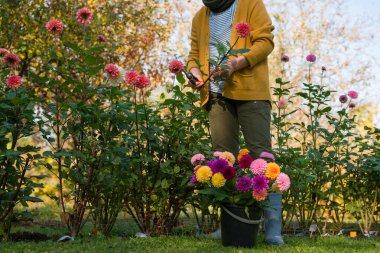 Bahçıvan, yıldız çiçeği topluyor. Budama makası ve bir kova dolusu güzel yıldız çiçeği olan bir kadın. Çiçek yetiştiriyorum. Çiçek yetiştiriciliği.