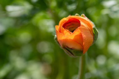 Ranunculus. Güzel turuncu ranunculus veya düğün çiçeği tomurcuğu. 