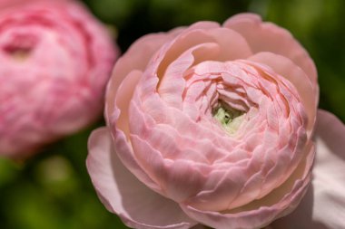 Ranunculus. Güzel pembe ranunculus ya da düğün çiçeği. 