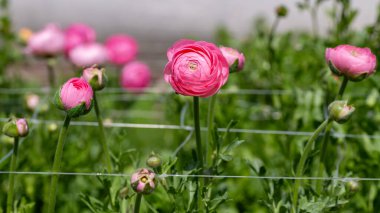 Ranunculus. Büyüyen güzel pembe ranunculus veya çiçek filesiyle desteklenen düğün çiçekleri.