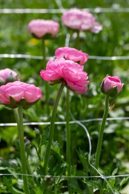 Ranunculus. Büyüyen güzel pembe ranunculus veya çiçek filesiyle desteklenen düğün çiçekleri.