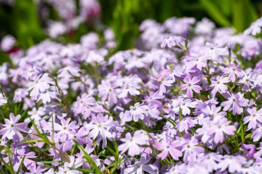 Taş gibi bir bahçe ortamında leylak çiçeği açan sürüngen. Mor halı. Yaklaş..