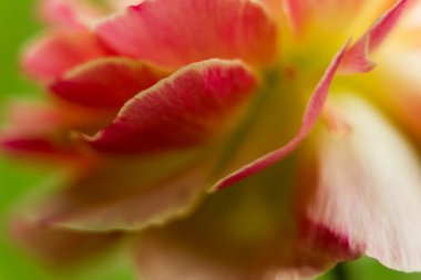 Ranunculus çiçek makrosu. Ranunculus asiaticus çiçek yapraklarını kapat. 