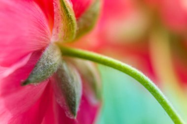Ranunculus çiçek makrosu. Ranunculus asiaticus çiçek yapraklarını kapat. 