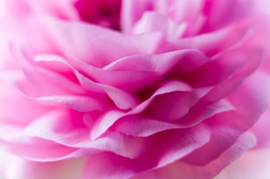 Ranunculus çiçek makrosu. Ranunculus asiaticus çiçek yapraklarını kapat. 