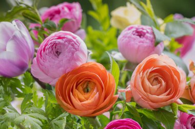 Ranunculus bahar buketi. Çok güzel renkli taze çiçek aranjmanı. Açık havada çekilen ranunculustan yapılmış doğum günü buketi.. 