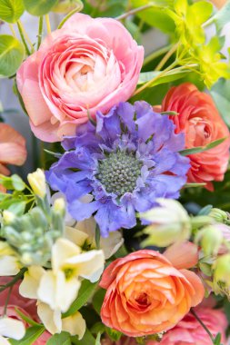 Bahar çiçeği buketi. Güzel pastel renkli taze çiçek aranjmanı. Açık havada Ranunculus, Matthiola ve Scabiosa 'dan yapılmış doğum günü buketi. 